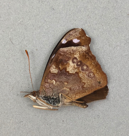 Cybdelis boliviana M A1 Bolivia