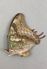 Charaxes candiope F A1 CAR