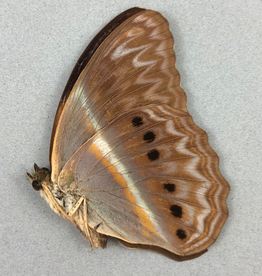 Cirrochroa regina M A1 /A1- Indonesia