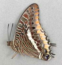 Charaxes jasius epijasius F A1- CAR