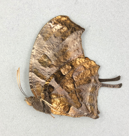Consul (Anaea) fabius butteri = drurii M A1 Peru