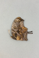 Consul (Anaea) fabius butteri = drurii M A1 Peru