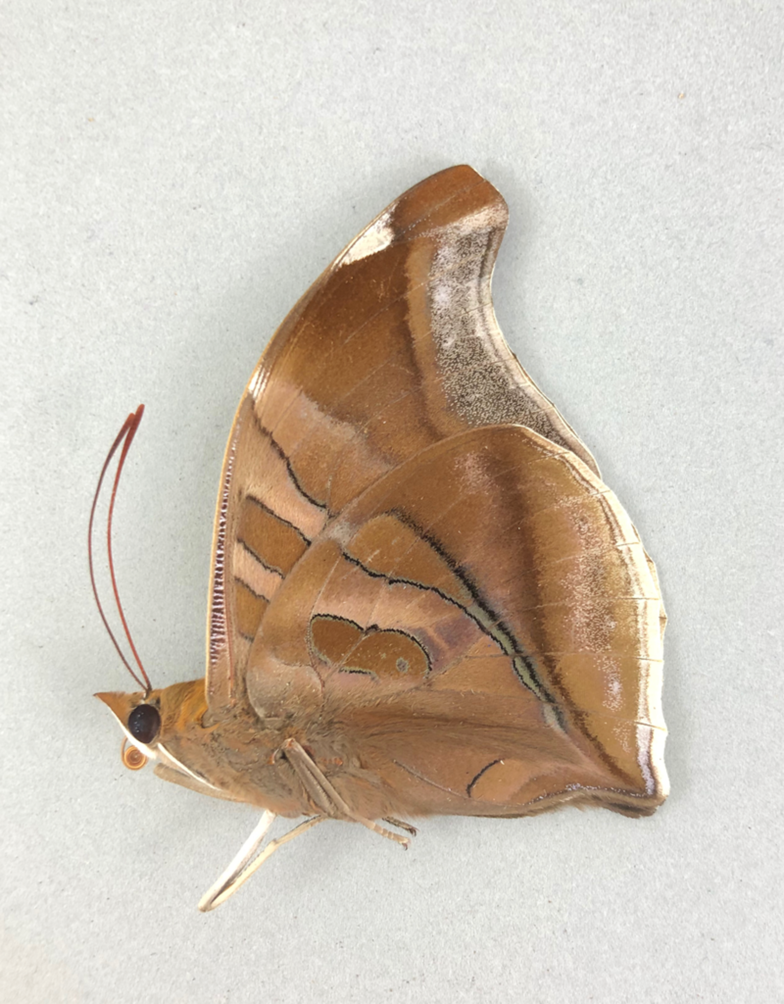 Historis odius orion M A1 Upper Huallaga Valley, Peru