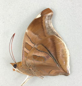 Historis odius orion M A1 Upper Huallaga Valley, Peru