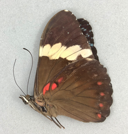 Hamadryas arinome ariensis F A1 Bolivia