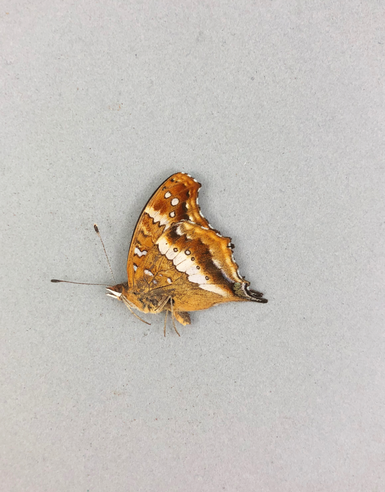 Junonia andremiaja M A1 Madagascar