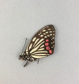 Hestina assimilis PAIR A1 South Korea