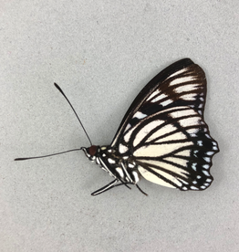 Euripus nycetellus sparsus M A1 Philippines