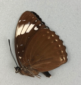 Lexias damalis antiguea M A1 Philippines