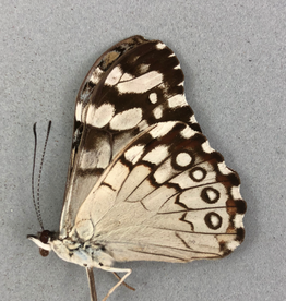 Hamadryas iphthime M A1 Brazil
