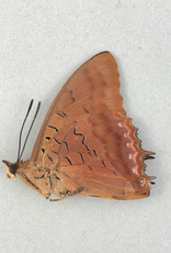 Charaxes lucretius F A1 CAR