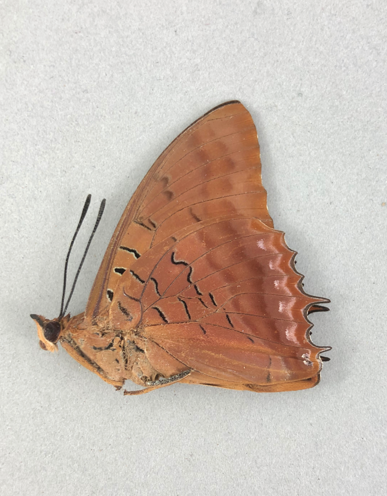 Charaxes lucretius F A1 CAR