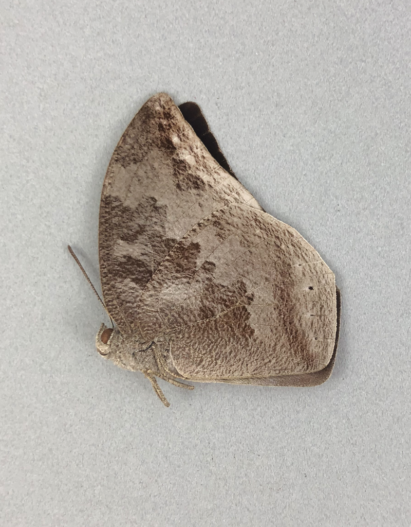 Memphis (=Anaea) praxias praxias M A1 Peru Butterfly Art Inc.