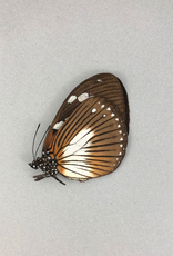 Euxanthe trajanus F A1 CAR