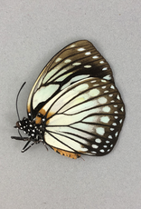 Euxanthe crossleyi M A1 Central African Republic