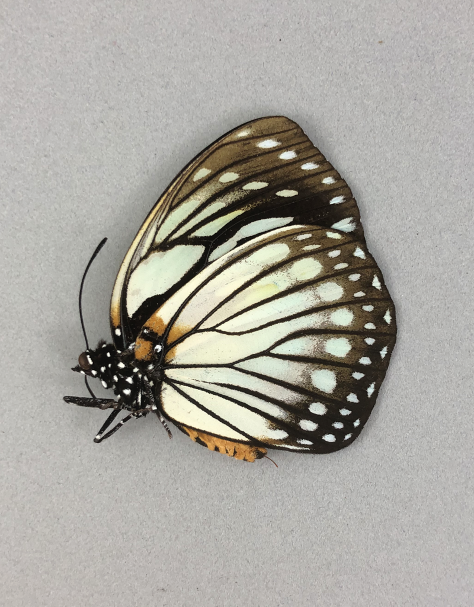 Euxanthe crossleyi M A1 Central African Republic