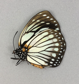 Euxanthe crossleyi M A1 Central African Republic