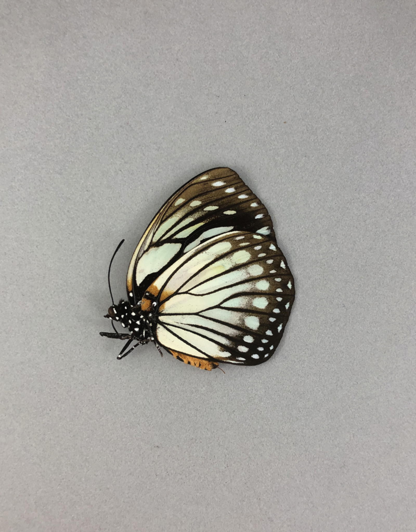 Euxanthe crossleyi M A1 Central African Republic