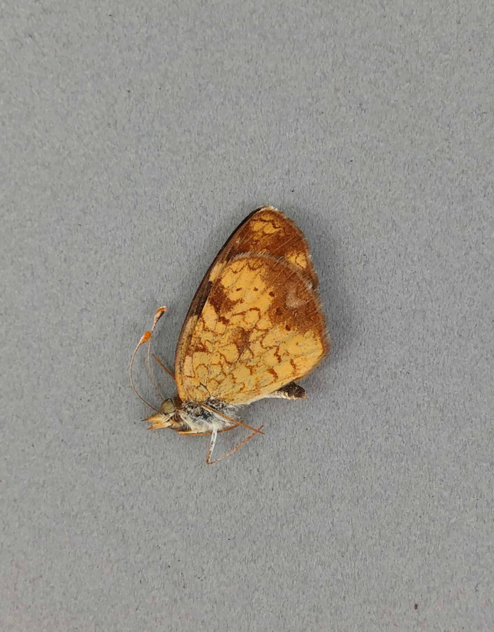 Phyciodes cocyta selenis PAIR A1 Alberta, Canada