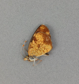 Phyciodes cocyta selenis PAIR A1 Alberta, Canada