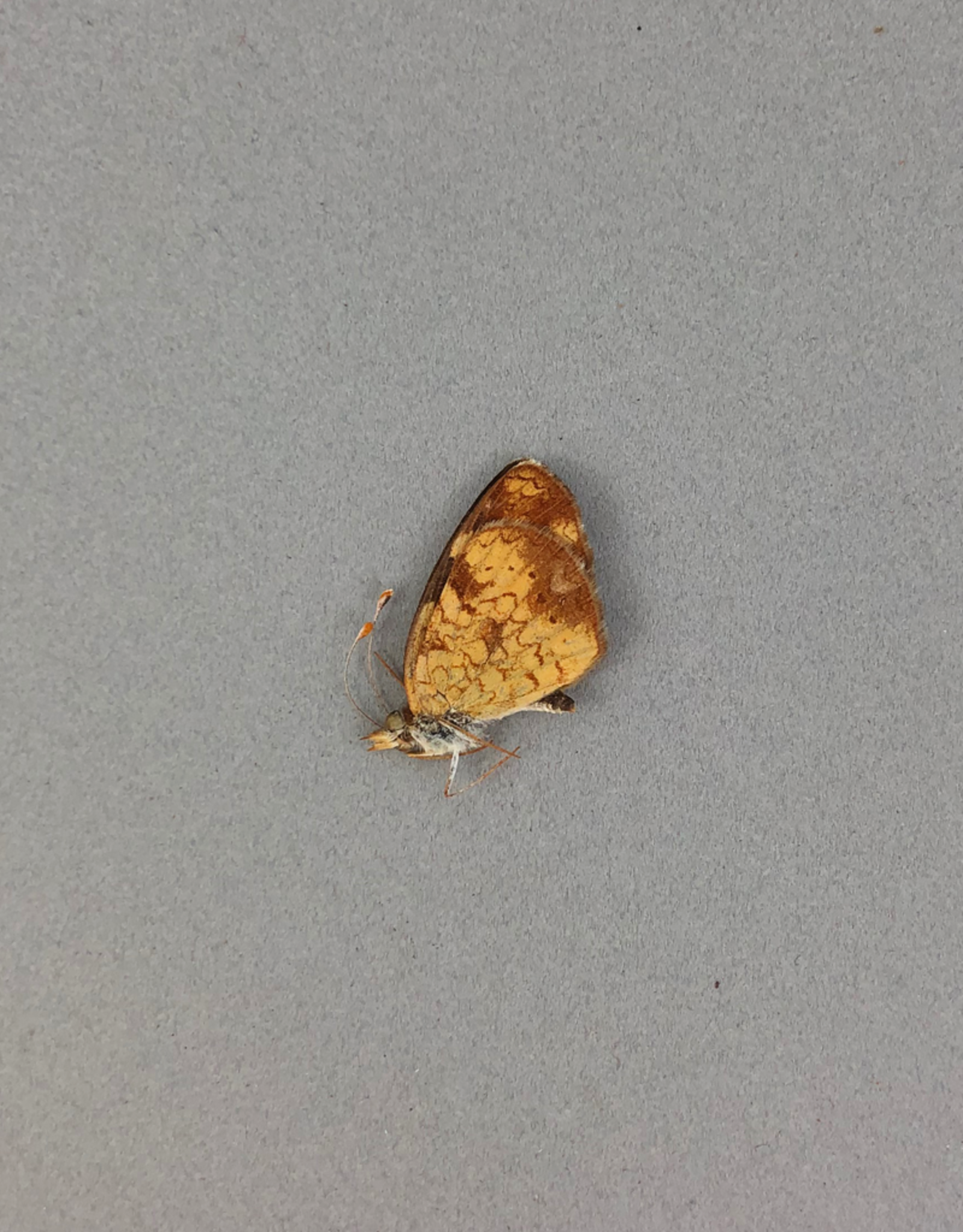 Phyciodes cocyta selenis PAIR A1 Alberta, Canada