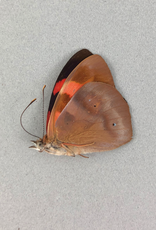 Temenis pulchra f. dilutior M A1 Peru