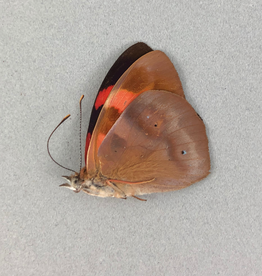Temenis pulchra f. dilutior M A1 Peru