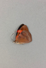 Temenis pulchra f. dilutior M A1 Peru