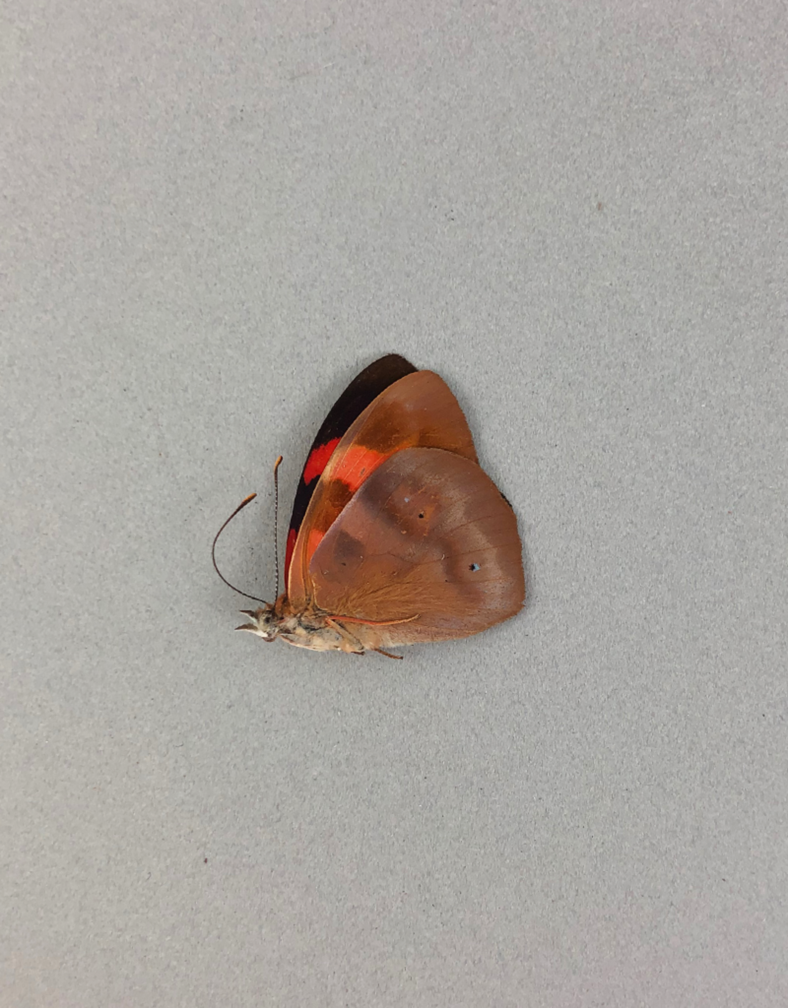 Temenis pulchra f. dilutior M A1 Peru