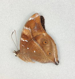Doleschallia dascylus dascylus M A1 PNG