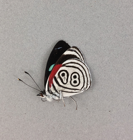 Diethria eluina M A1 Caranavi, Bolivia
