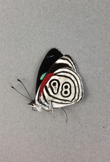 Diaethria MIX M A1 Peru