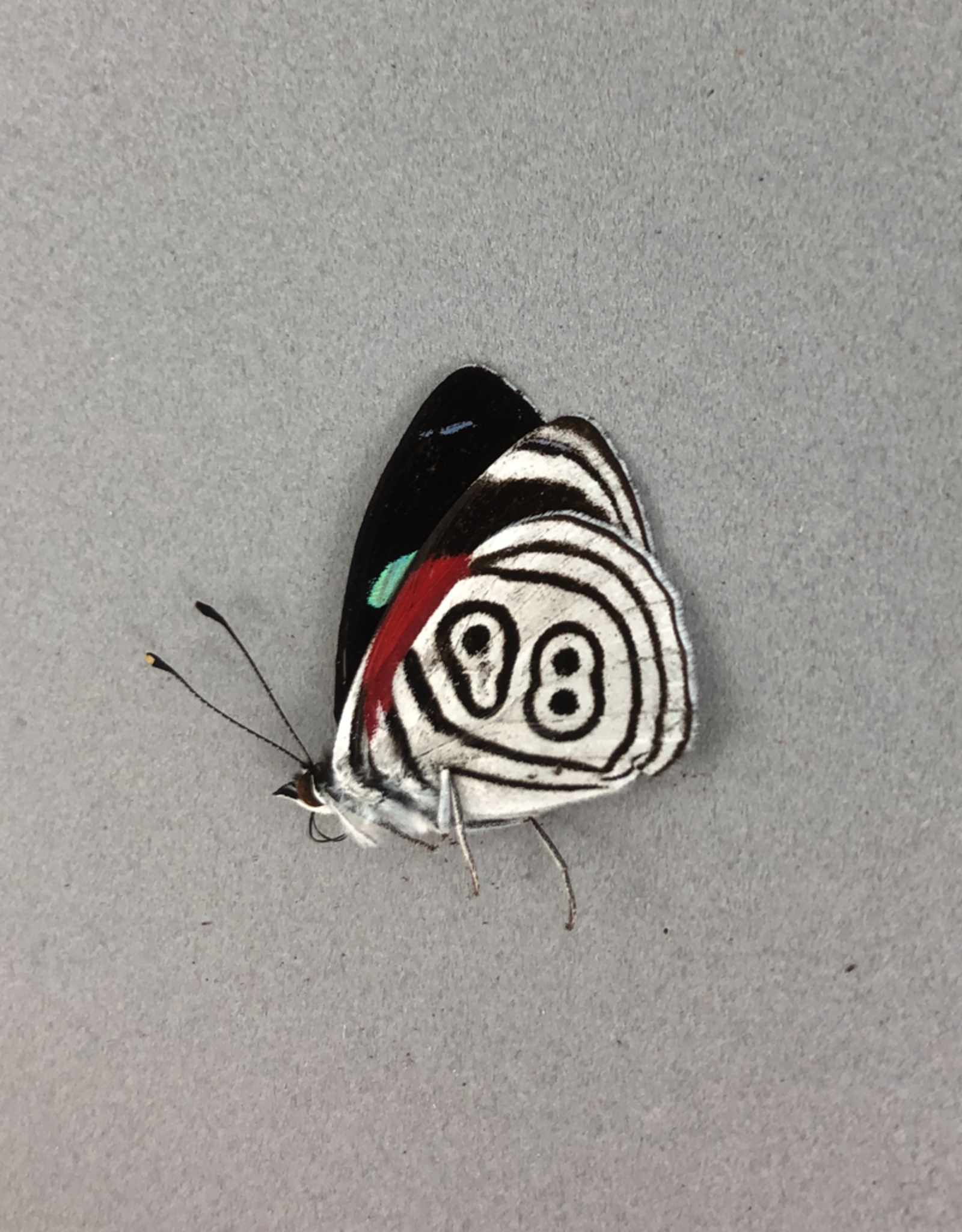 Diaethria MIX M A1 Peru
