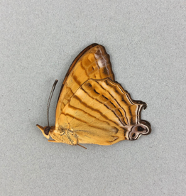 Cyrestis f. thyonneus M A1 Indonesia