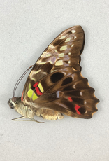 Graphium hicetaon F A1 PNG