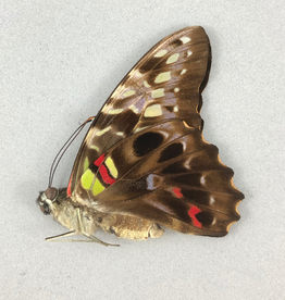 Graphium hicetaon F A1 PNG