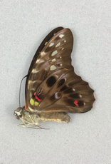 Graphium hicetaon M A1 PNG