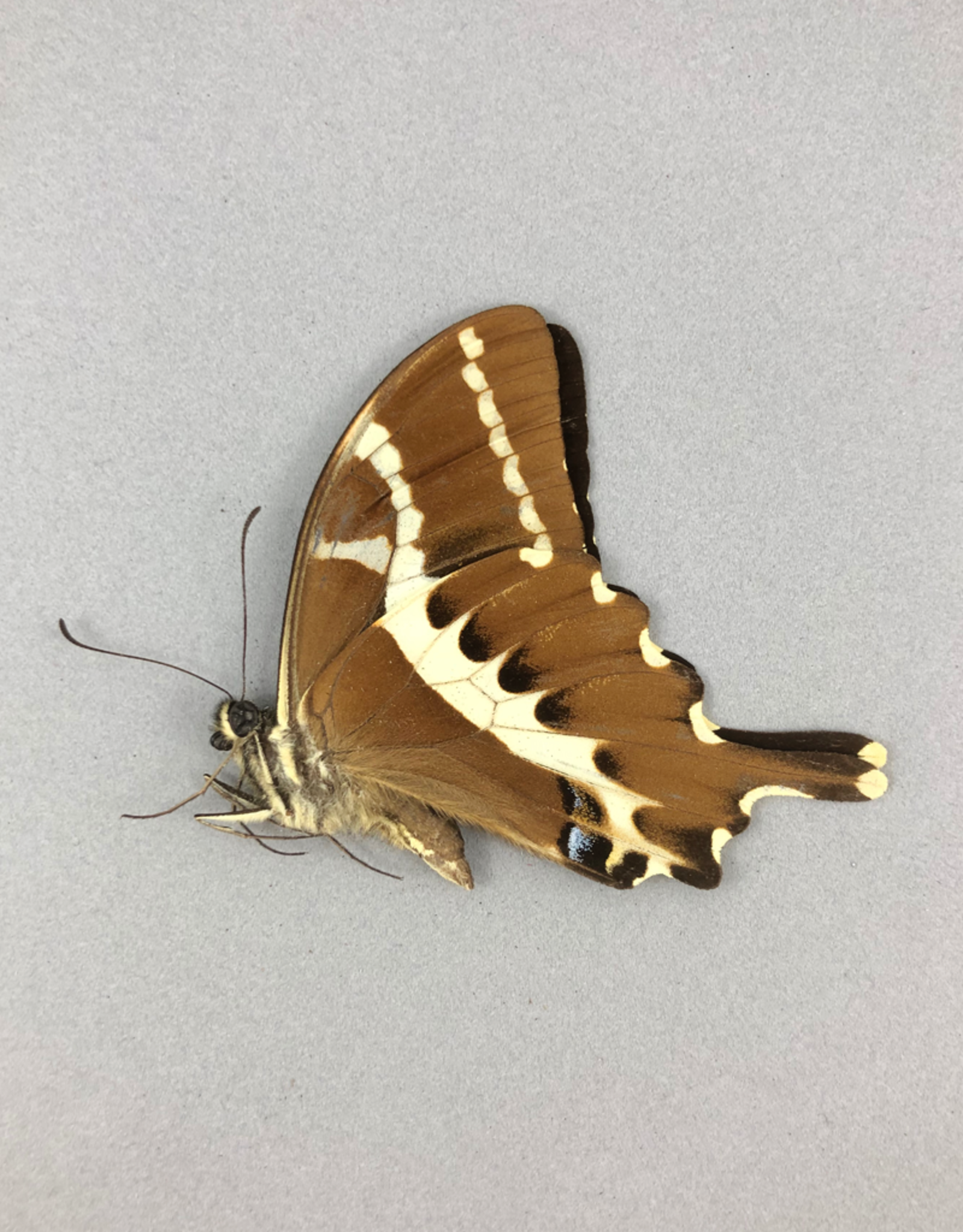 Papilio delalandei M A1 Madagascar