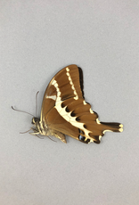 Papilio delalandei M A1 Madagascar