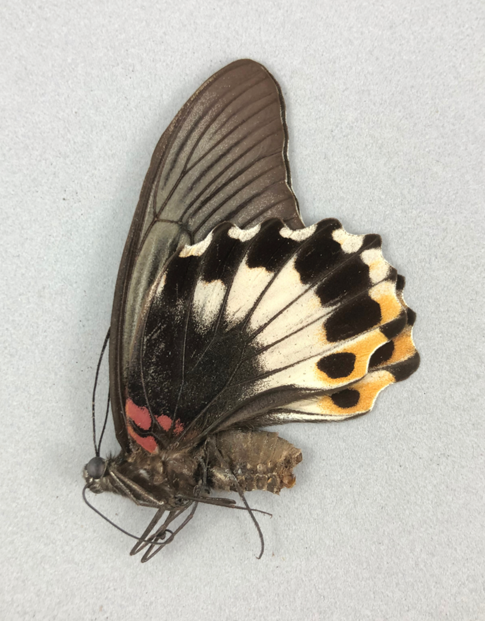 Papilio memnon memnon (tailless) F A1 Philippines