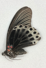 Papilio memnon agenor M A1 Indonesia