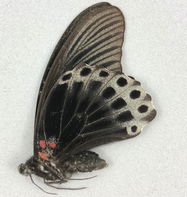Papilio memnon agenor M A1 Indonesia