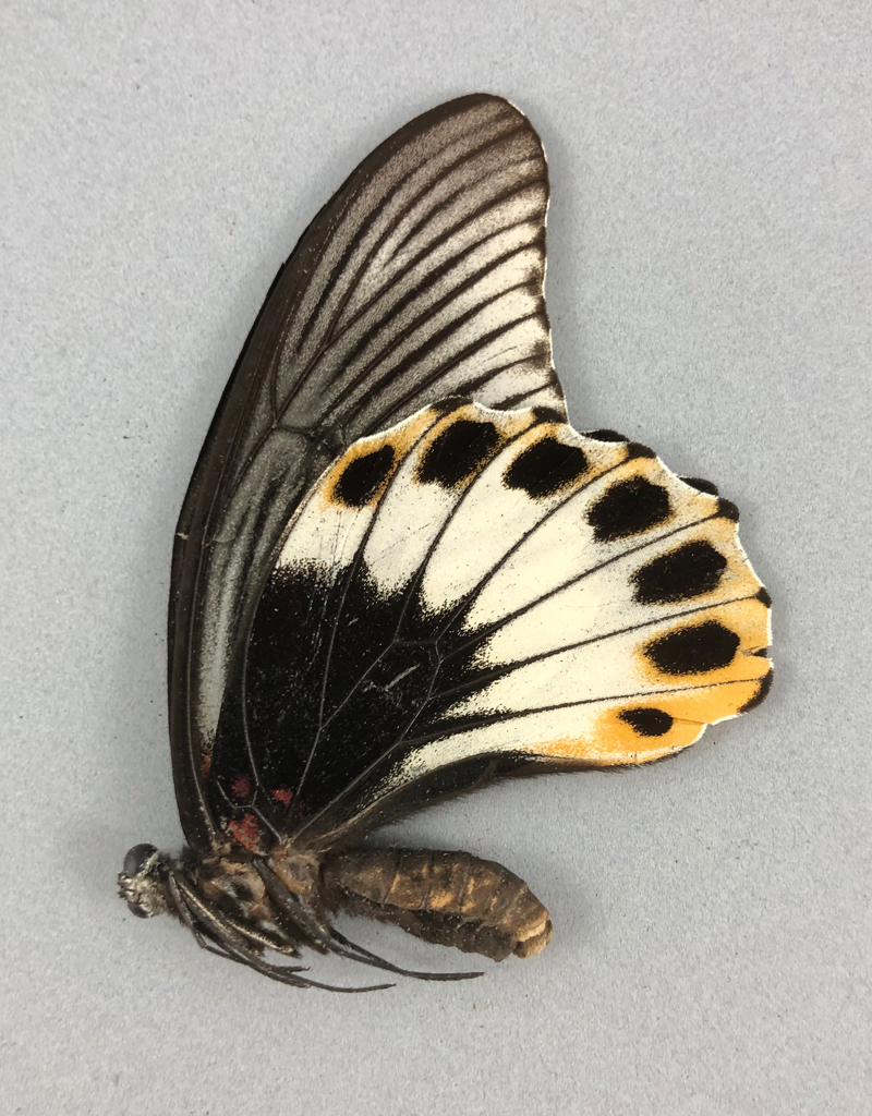 papilio-memnon-memnon-tailless