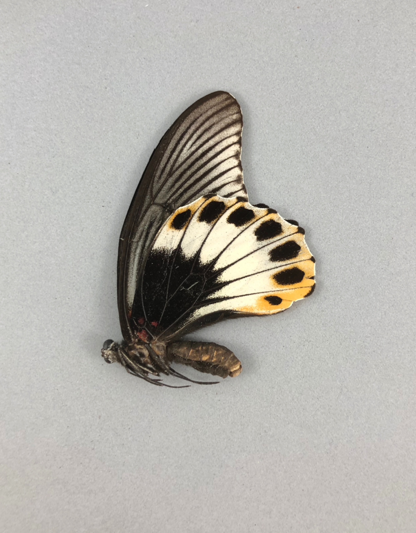 Papilio memnon memnon (tailless) F A1 Indonesia