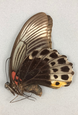 Papilio memnon anceus F A1 Indonesia