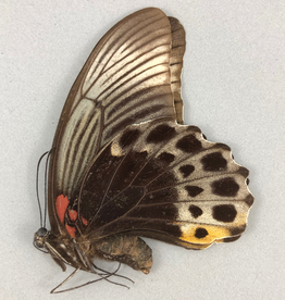 Papilio memnon anceus F A1 Indonesia