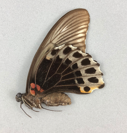Papilio memnon agenor F A1 Indonesia
