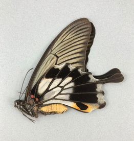 Papilio memnon agenor (tailed) F A1- Indonesia