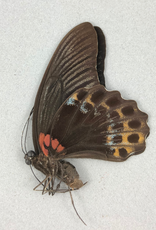 Papilio memnon memnon (tailless) M A1 Philippines