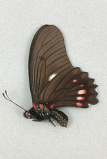 Mimoides xeniades (Eurytides harmodius) M A1 Upper Huallaga Valley, Peru